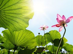 Fototapeta330 x 244  Lotus, 330 x 244 cm