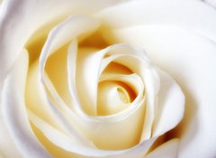 Fototapeta vliesov 100 x 73, 24466070 - A close-up photo of a white rose - Blzko