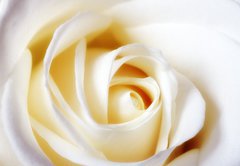 Fototapeta145 x 100  A close up photo of a white rose, 145 x 100 cm