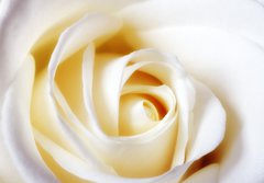 Fototapeta papr 184 x 128, 24466070 - A close-up photo of a white rose