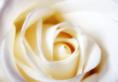 Fototapeta184 x 128  A close up photo of a white rose, 184 x 128 cm