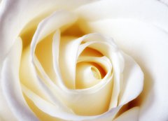 Fototapeta vliesov 200 x 144, 24466070 - A close-up photo of a white rose