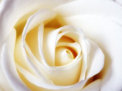 Fototapeta270 x 200  A close up photo of a white rose, 270 x 200 cm