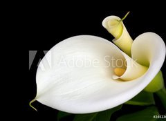 Fototapeta vliesov 100 x 73, 24523034 - Calla Lilies