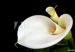 Samolepka flie 145 x 100, 24523034 - Calla Lilies