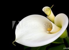 Samolepka flie 200 x 144, 24523034 - Calla Lilies