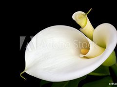 Samolepka flie 270 x 200, 24523034 - Calla Lilies