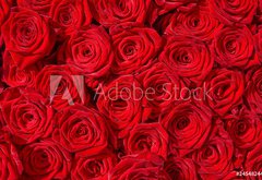 Fototapeta pltno 174 x 120, 24548244 - Rote Rosen, Symbol f r Liebe, Rosenstrau 