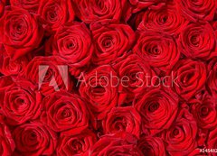 Fototapeta200 x 144  Rote Rosen, Symbol f r Liebe, Rosenstrau , 200 x 144 cm