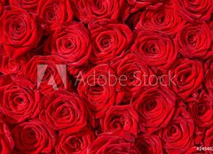 Fototapeta240 x 174  Rote Rosen, Symbol f r Liebe, Rosenstrau , 240 x 174 cm