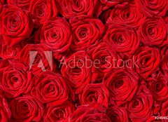 Fototapeta254 x 184  Rote Rosen, Symbol f r Liebe, Rosenstrau , 254 x 184 cm