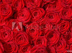 Samolepka flie 270 x 200, 24548244 - Rote Rosen, Symbol f r Liebe, Rosenstrau 