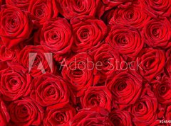 Fototapeta270 x 200  Rote Rosen, Symbol f r Liebe, Rosenstrau , 270 x 200 cm