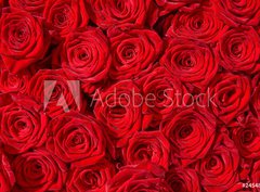 Fototapeta pltno 330 x 244, 24548244 - Rote Rosen, Symbol f r Liebe, Rosenstrau 