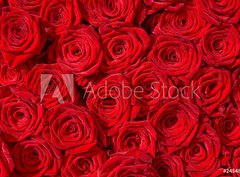 Fototapeta360 x 266  Rote Rosen, Symbol f r Liebe, Rosenstrau , 360 x 266 cm