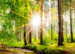 Fototapeta vliesov 100 x 73, 245602125 - Beautiful forest panorama in spring with bright sun shining through the trees - Krsn lesn panorama na jae s jasnm sluncem prosvtajcm mezi stromy