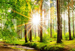 Fototapeta pltno 174 x 120, 245602125 - Beautiful forest panorama in spring with bright sun shining through the trees