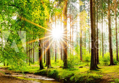 Fototapeta papr 184 x 128, 245602125 - Beautiful forest panorama in spring with bright sun shining through the trees - Krsn lesn panorama na jae s jasnm sluncem prosvtajcm mezi stromy