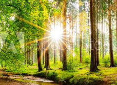 Fototapeta pltno 240 x 174, 245602125 - Beautiful forest panorama in spring with bright sun shining through the trees - Krsn lesn panorama na jae s jasnm sluncem prosvtajcm mezi stromy