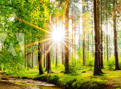 Samolepka flie 270 x 200, 245602125 - Beautiful forest panorama in spring with bright sun shining through the trees - Krsn lesn panorama na jae s jasnm sluncem prosvtajcm mezi stromy