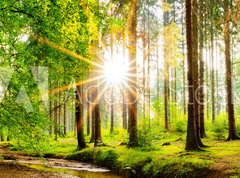 Fototapeta pltno 330 x 244, 245602125 - Beautiful forest panorama in spring with bright sun shining through the trees