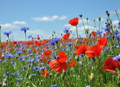 Fototapeta vliesov 100 x 73, 24598223 - Feldblumen am Wegesrand