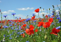 Fototapeta pltno 174 x 120, 24598223 - Feldblumen am Wegesrand