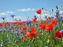 Samolepka flie 270 x 200, 24598223 - Feldblumen am Wegesrand - Pole kvtiny podl cesty