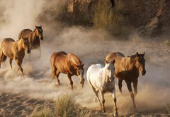 Fototapeta145 x 100  wild horses running, 145 x 100 cm