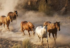 Fototapeta papr 184 x 128, 2467066 - wild horses running - divok kon b