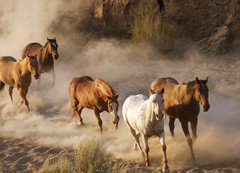 Fototapeta200 x 144  wild horses running, 200 x 144 cm