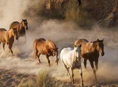 Samolepka flie 270 x 200, 2467066 - wild horses running