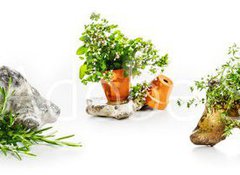 Samolepka fólie 100 x 73, 247543142 - Marjoram, oregano, rosemary garden herbs set - Majoránka, oregano, rozmarýnové zahradní byliny