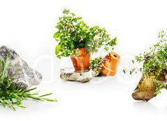 Fototapeta papír 160 x 116, 247543142 - Marjoram, oregano, rosemary garden herbs set - Majoránka, oregano, rozmarýnové zahradní byliny