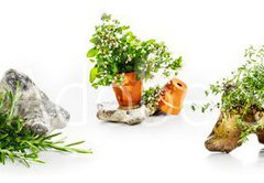 Fototapeta plátno 174 x 120, 247543142 - Marjoram, oregano, rosemary garden herbs set