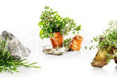Fototapeta papr 184 x 128, 247543142 - Marjoram, oregano, rosemary garden herbs set