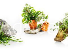 Fototapeta pltno 330 x 244, 247543142 - Marjoram, oregano, rosemary garden herbs set