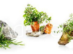 Fototapeta papr 360 x 266, 247543142 - Marjoram, oregano, rosemary garden herbs set