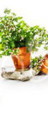 Samolepka na dveře fólie 90 x 220, 247543142 - Marjoram, oregano, rosemary garden herbs set - Majoránka, oregano, rozmarýnové zahradní byliny