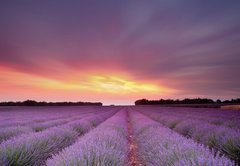 Samolepka flie 145 x 100  Lavender sunset, 145 x 100 cm