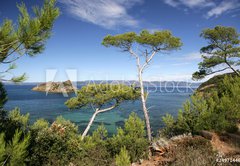 Fototapeta145 x 100  PINS MARITIMES, PLAGE DE LA PALUD, ROCHER DU RASCAS, PORT CROS,, 145 x 100 cm