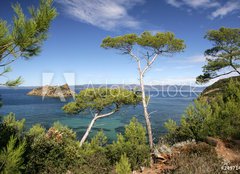 Fototapeta pltno 160 x 116, 24971446 - PINS MARITIMES, PLAGE DE LA PALUD, ROCHER DU RASCAS, PORT-CROS, - PINS MARITIMES, PLACE DE LA PALUD, ROCHER DU RASCAS, PORT