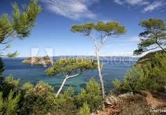 Fototapeta papr 184 x 128, 24971446 - PINS MARITIMES, PLAGE DE LA PALUD, ROCHER DU RASCAS, PORT-CROS,