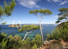 Samolepka flie 200 x 144, 24971446 - PINS MARITIMES, PLAGE DE LA PALUD, ROCHER DU RASCAS, PORT-CROS,