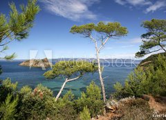 Fototapeta vliesov 200 x 144, 24971446 - PINS MARITIMES, PLAGE DE LA PALUD, ROCHER DU RASCAS, PORT-CROS,