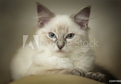 Fototapeta papr 184 x 128, 24974948 - 16 week old ragdoll kitten - 16 tdn star ragdoll kot