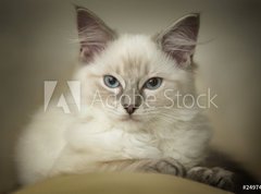 Fototapeta vliesov 270 x 200, 24974948 - 16 week old ragdoll kitten