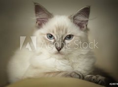 Fototapeta papír 360 x 266, 24974948 - 16 week old ragdoll kitten - 16 týdnů staré ragdoll kotě
