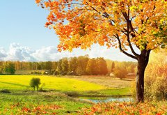 Fototapeta174 x 120  Autumn at the morning park, 174 x 120 cm