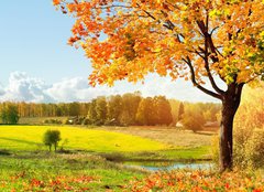 Fototapeta240 x 174  Autumn at the morning park, 240 x 174 cm